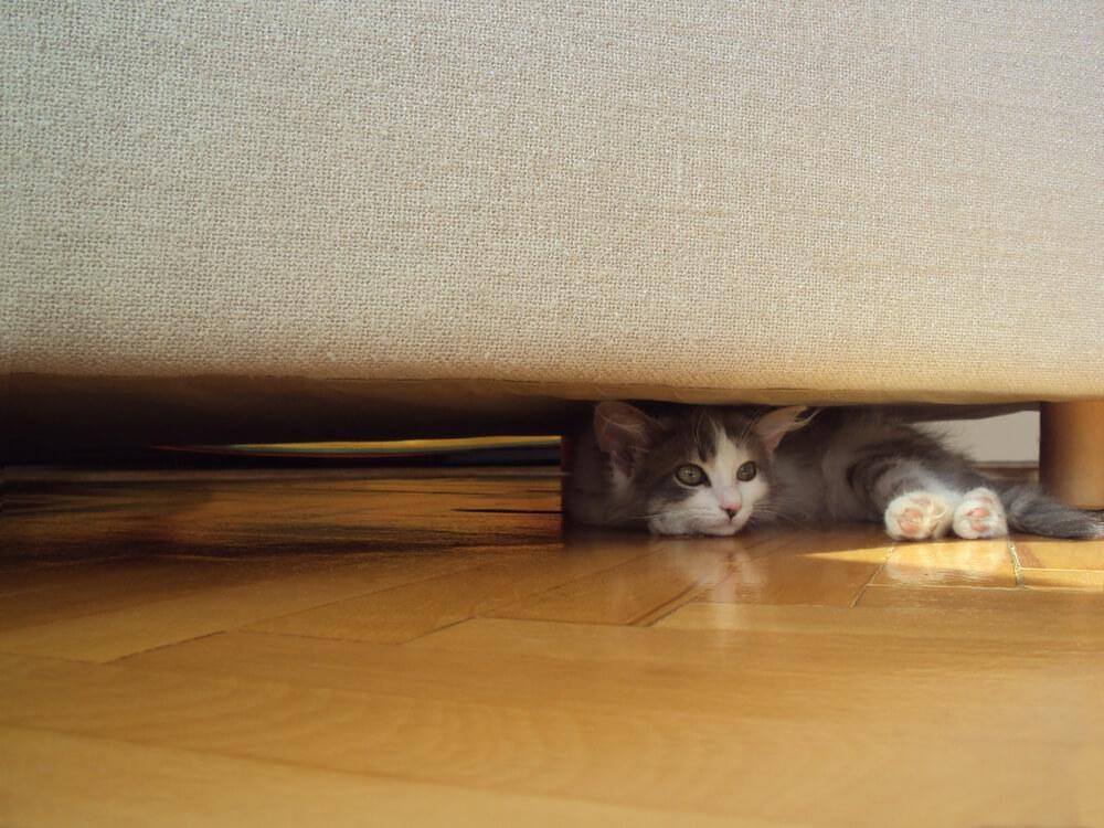 O Que Significa Se Meu Gato Se Esconder Debaixo Da Cama 